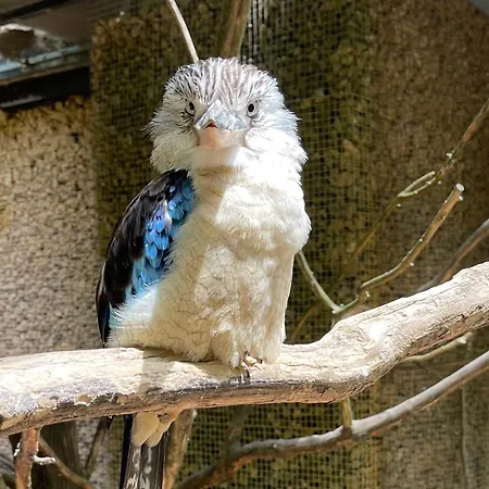 Hotel Aracari, Clim, Balneo, Terrasse - Parc Des Oiseaux 3*